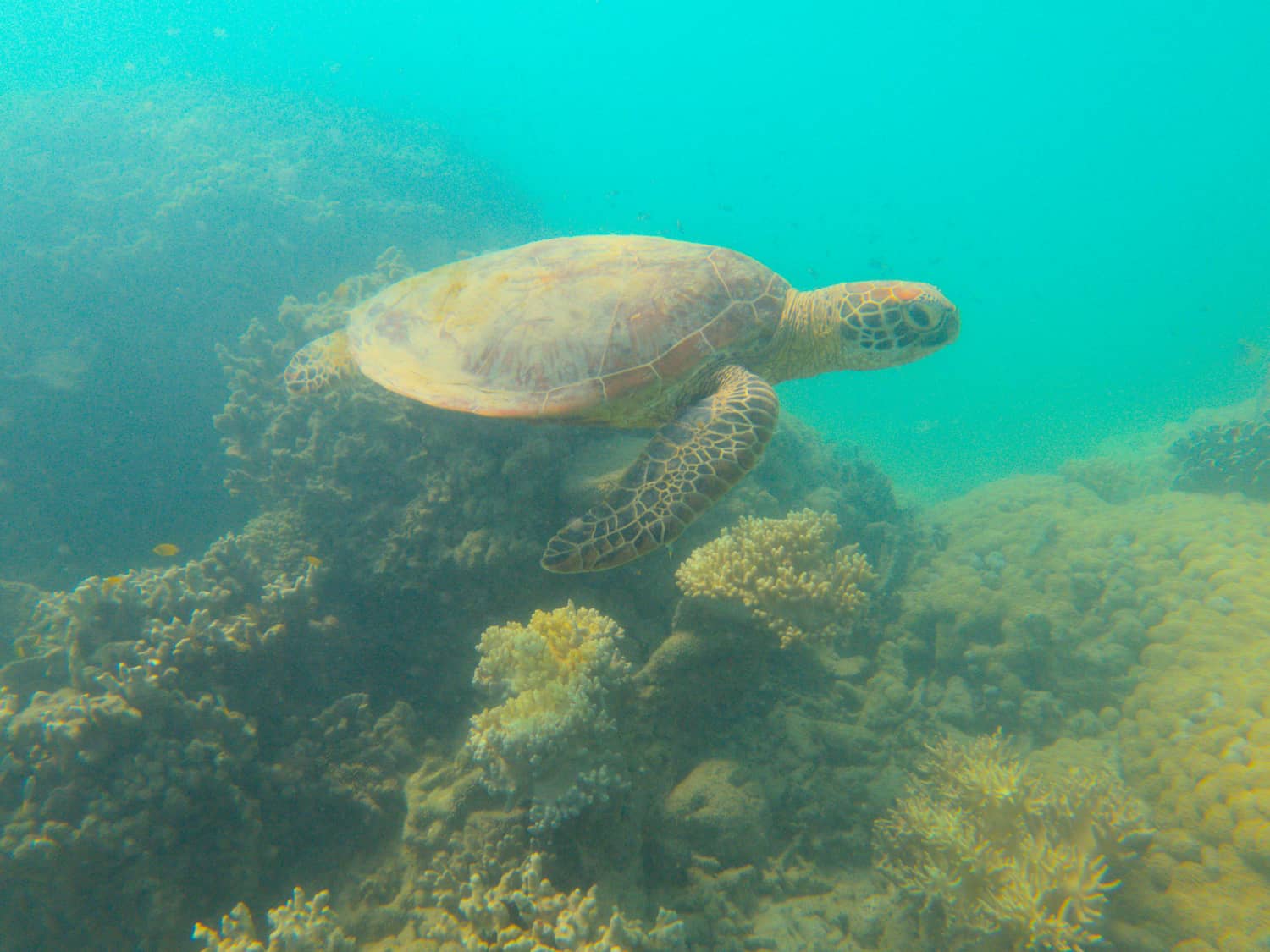 Sea turtle